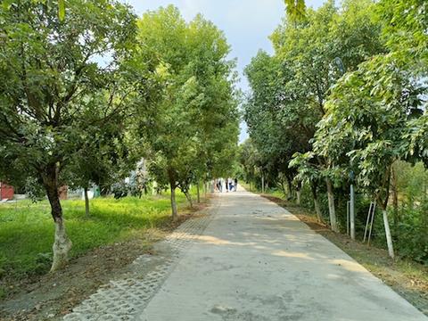 红岭村村道宽阔整洁,绿树成荫.jpg
